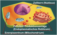 Zelle 02.gif (18549 Byte)